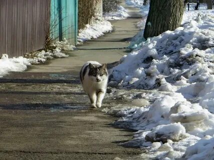 Огэ в воздухе пахучей струей разливался