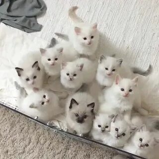 Включи много очень красивых