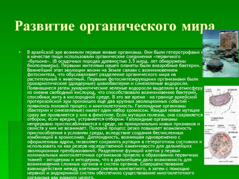 Где на земле появились первые живые организмы. Архейская Эра этапы развития. Презентация развитие органич.