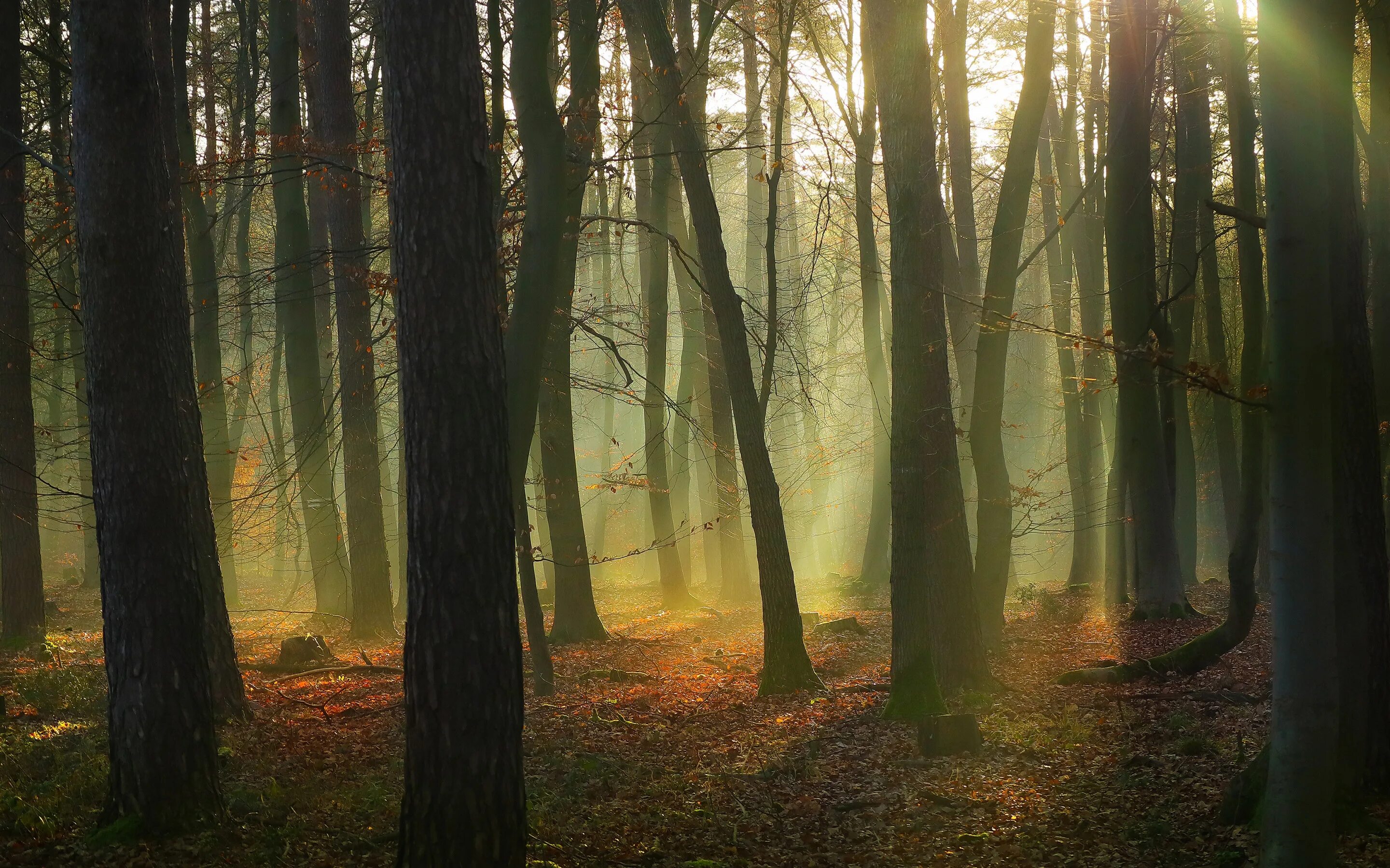 Загущенный хвойный лес. Красивые пейзажи леса. Эстетика природы лес. Polyscape эффект. Квадратики в лесу.