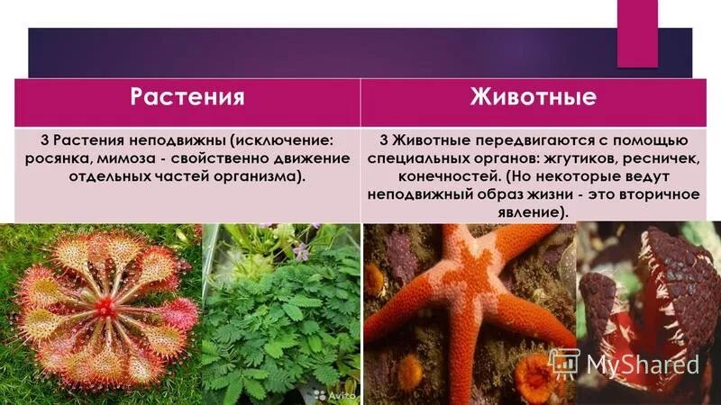 Инфузория туфелька ядерный аппарат. Какие животные передвигаются с помощью ресничек. Инфузория туфелька. Движение при помощи жгутиков и ресничек примеры животных. Какие животные передвигаются с помощью ресничек.