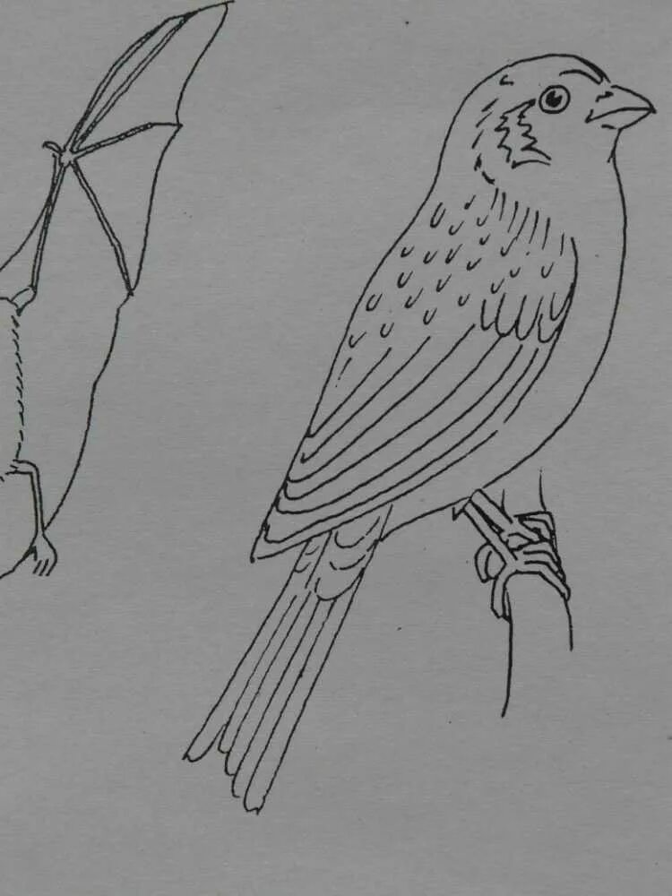 Птица карандашом. Рисунки птиц карандашом для начинающих. Рисунки птиц для срисовки. Нарисовать птицу карандашом.