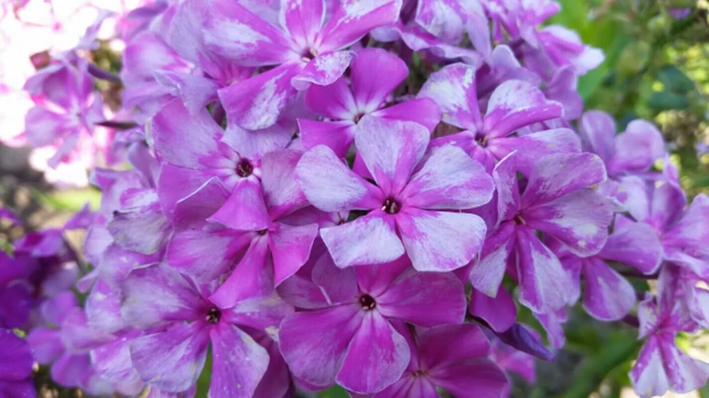 флокс метельчатый князь. флокс серебряный. князь серебрянный phlox paniculata. флокс метельчатый князь серебряный. флокс метельчатый князь серебрянный.