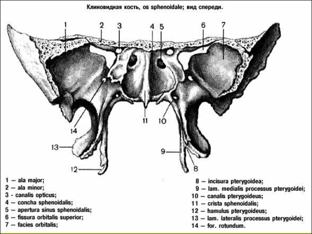 Кость бабочка. Клиновидная кость анатомия строение. Крыловидный отросток клиновидной кости. Клиновидная кость черепа строение. Клиновидная кость вид спереди анатомия строение.