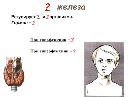 Железы 6