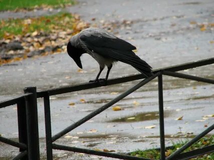 Примета ворона на улице
