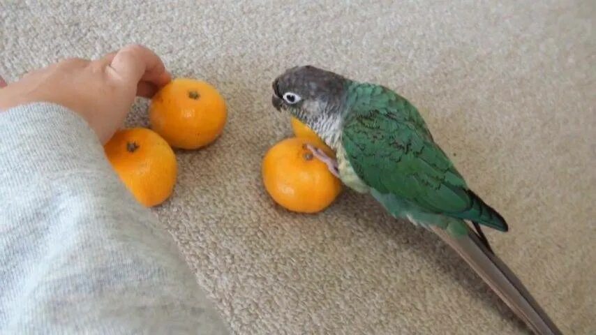 Можно попугаям яблоко. Попугай Мандаринка. Попугай ест фрукты. Что едят попугаи. Попугайчик мандарин.