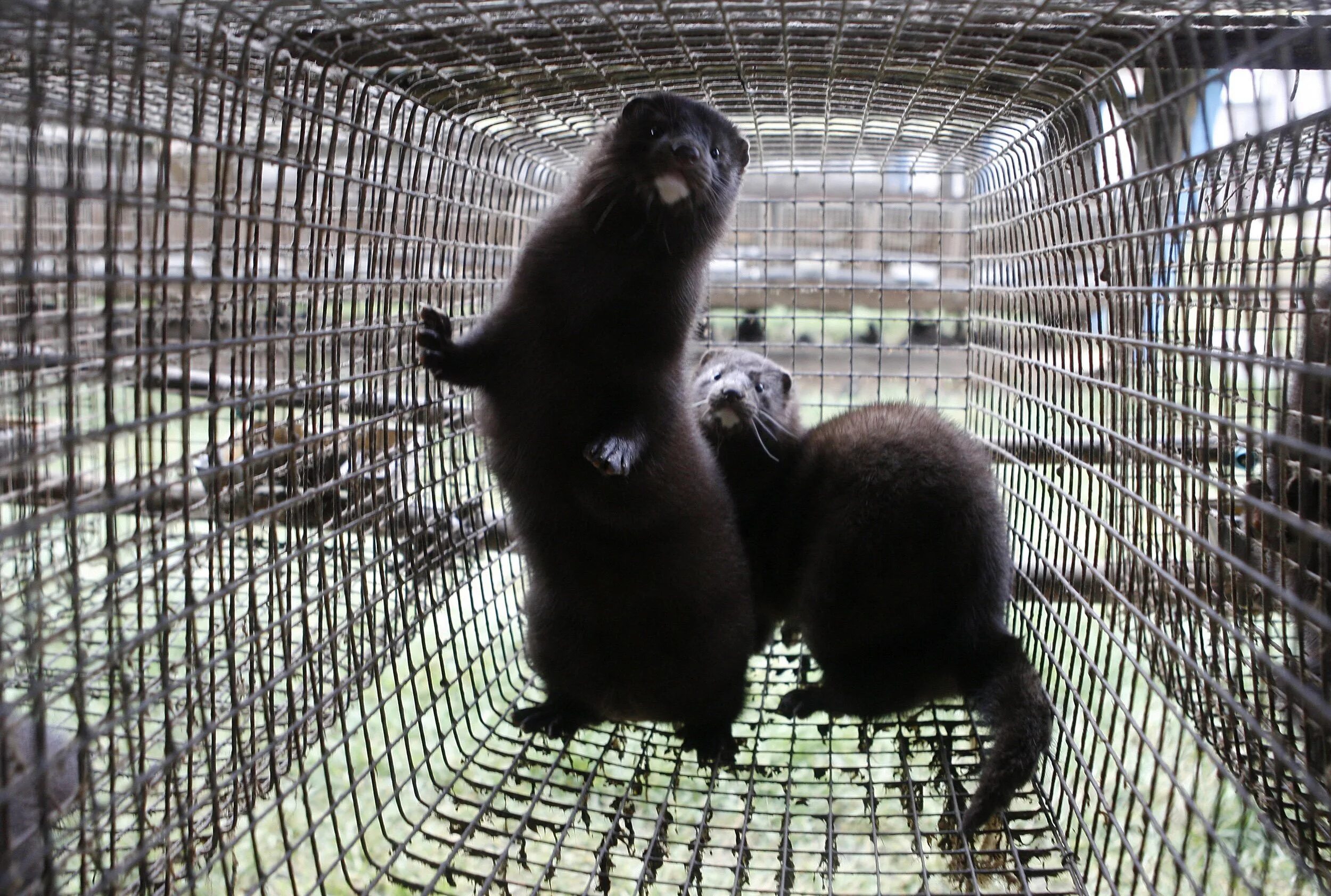 Звероводство голубой песец. Звероферма норки. Соболь пушное звероводство. Норковая ферма. Клеточное пушное звероводство.