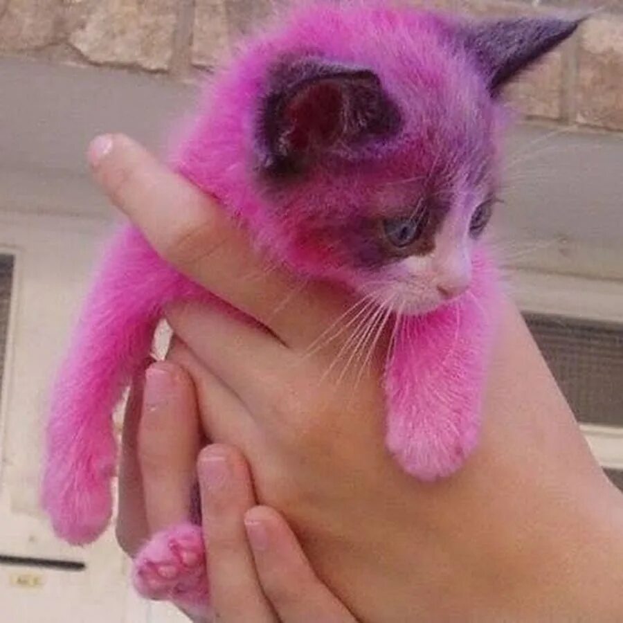 Какие бывают киски. Розовая кошка. Розовый котенок. Кошка розового цвета. Рошовый кот.