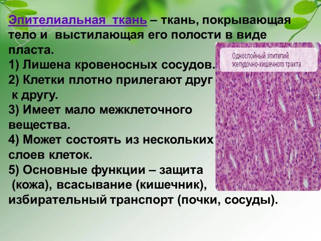 Функции эпителиальной ткани. Эпителиальная ткань функции кратко. Свойства эпителиальной ткани. Признаки эпителиальной ткани.