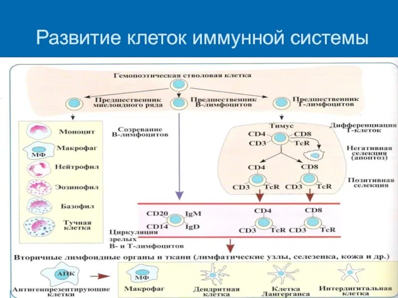 Дифференцировка клеток иммунной системы. Схема развития клеток иммунной системы. Клетки иммунной системы схема. Клетки иммунной системы иммуноциты.