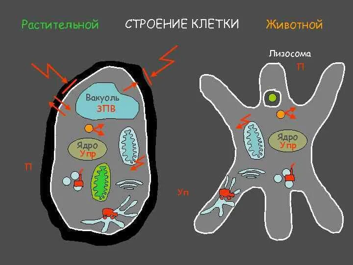 Лизосомы и вакуоли. Лизосомы в животной клетке. Лизосомы в растительной и животной клетки. Везуоли лизосомы.
