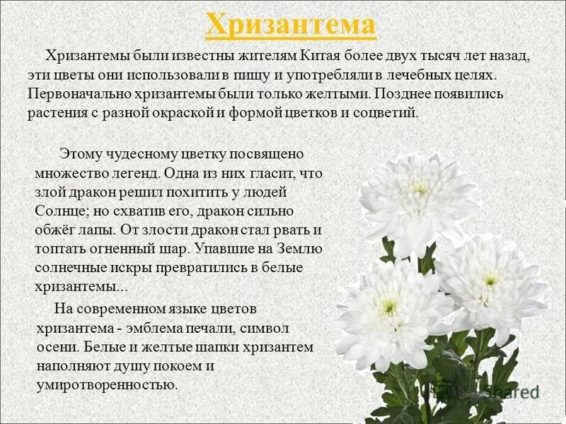 Нет проблем кроме хризантем. Что означает хризантема на языке цветов. описание цветка. рассказ о хризантеме. паспорт растения хризантема.