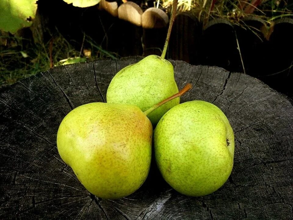 Груша бере жиффар. Сорт груши кудесница. Груша десертная россошанская. Бере московская сорт груши. Груша триумф виенны.