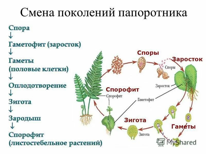 Сравните функции гаметофита. Спорофит папоротника спорофит мха гаметофит папоротника. Спорофит папоротника размножение. Папоротник Щитовник спорофит. Бесполое поколение спорофит папоротника.