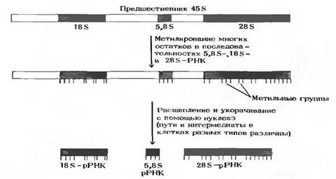 Последовательность этапов процессинга ирнк