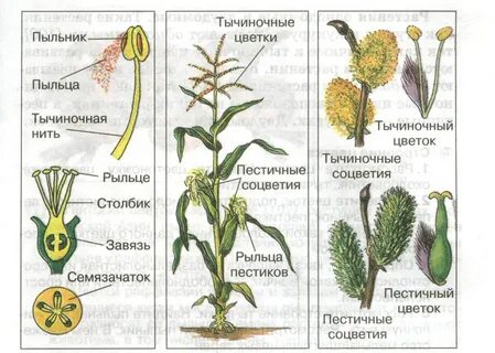 Кукуруза двудомное