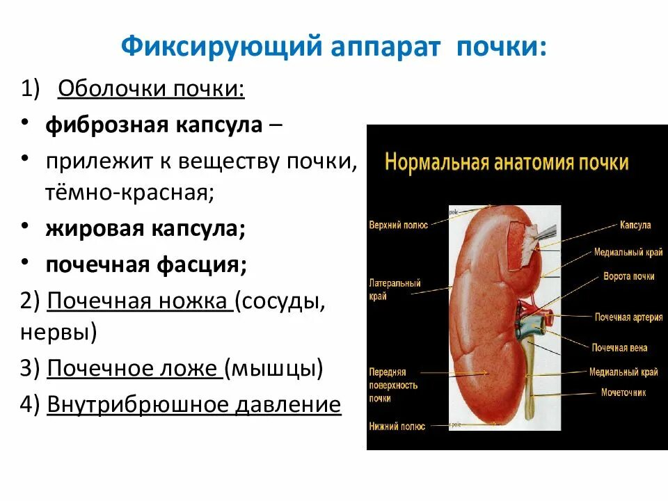 Строение почки оболочки. Фиброзная и жировая капсула почки. Фиксирующий аппарат почки почечная фасция. Слизистые оболочки почек