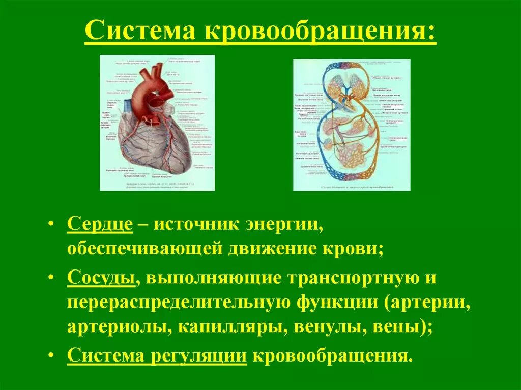 Система кровообращения. Функции системы кровообращения. Кровообращение сердца. Кровообращение сердца физиология.