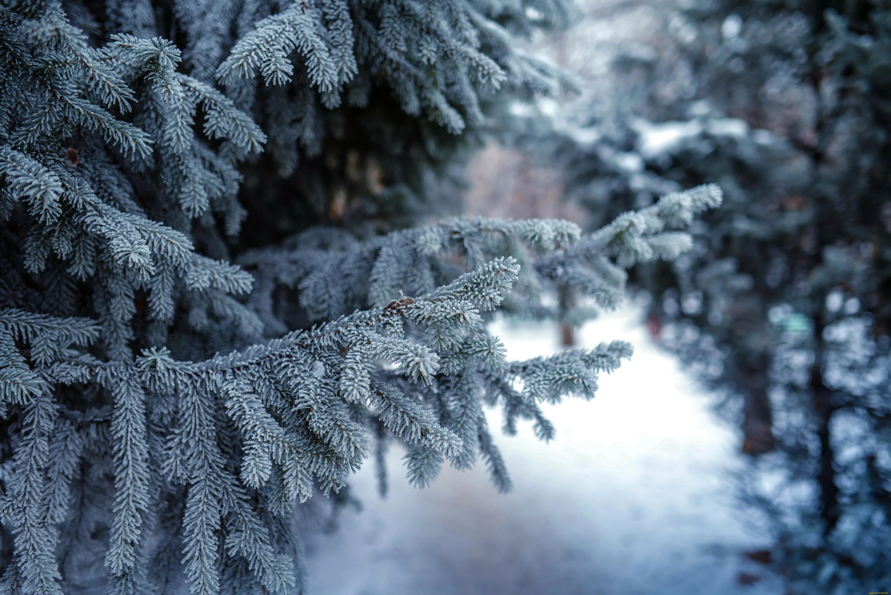 Красивые зимние картинки. Зима снег. Ель в снегу. Елка в снегу. Зимний лес.