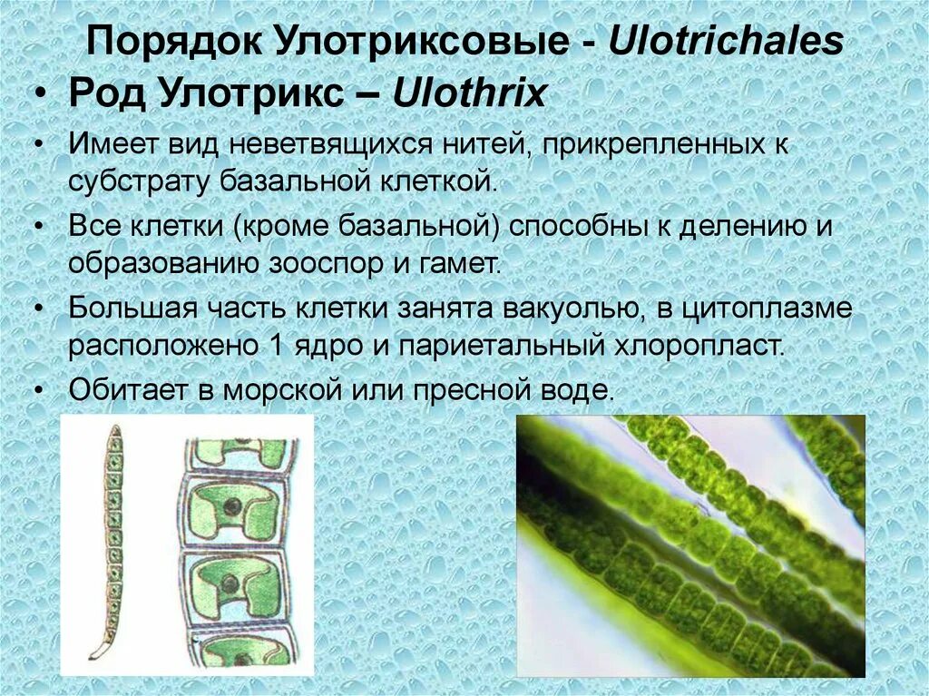 Улотрикс водоросль. Нитчатые зеленые водоросли улотрикс. Клетка улотрикса.