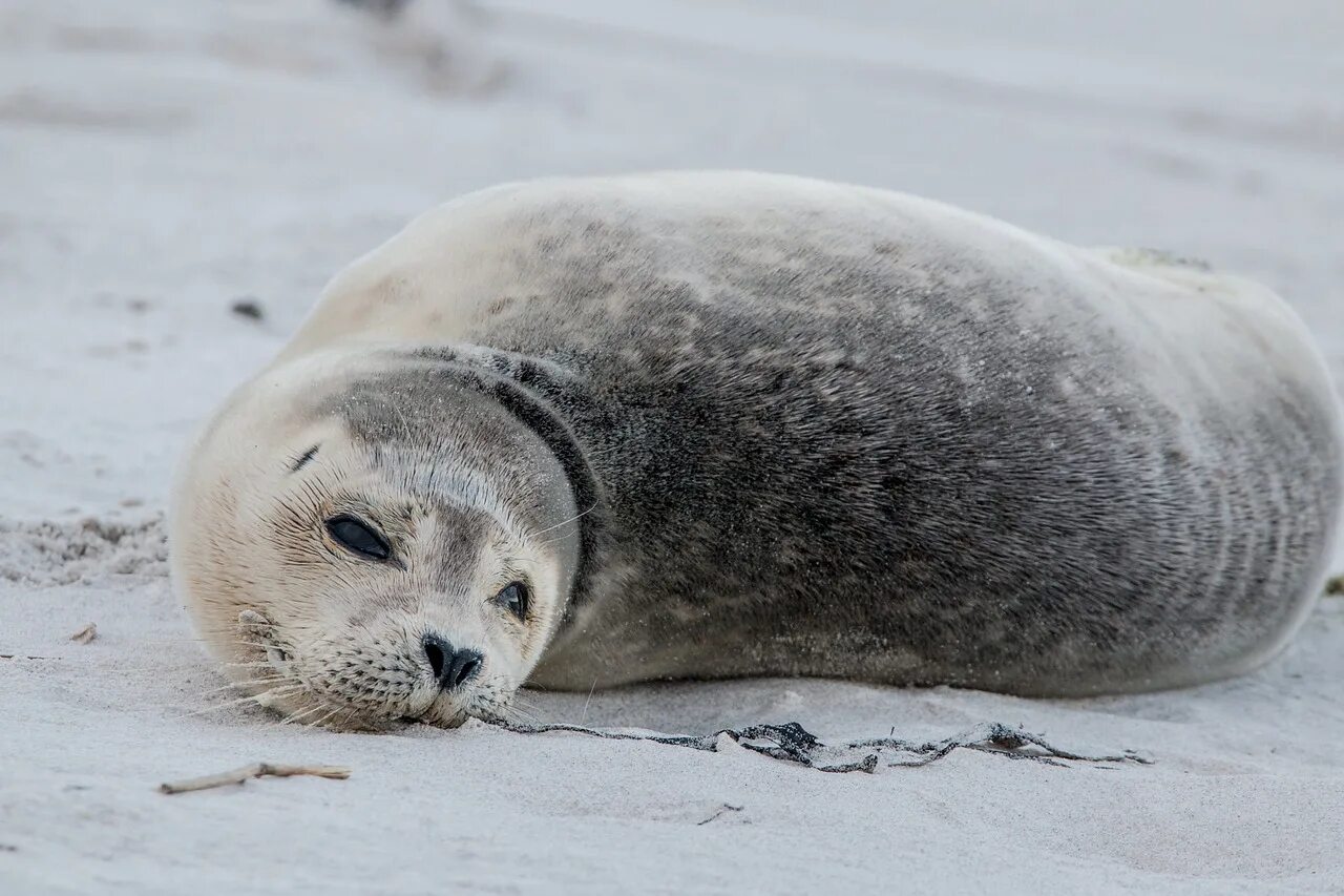 Grey seal