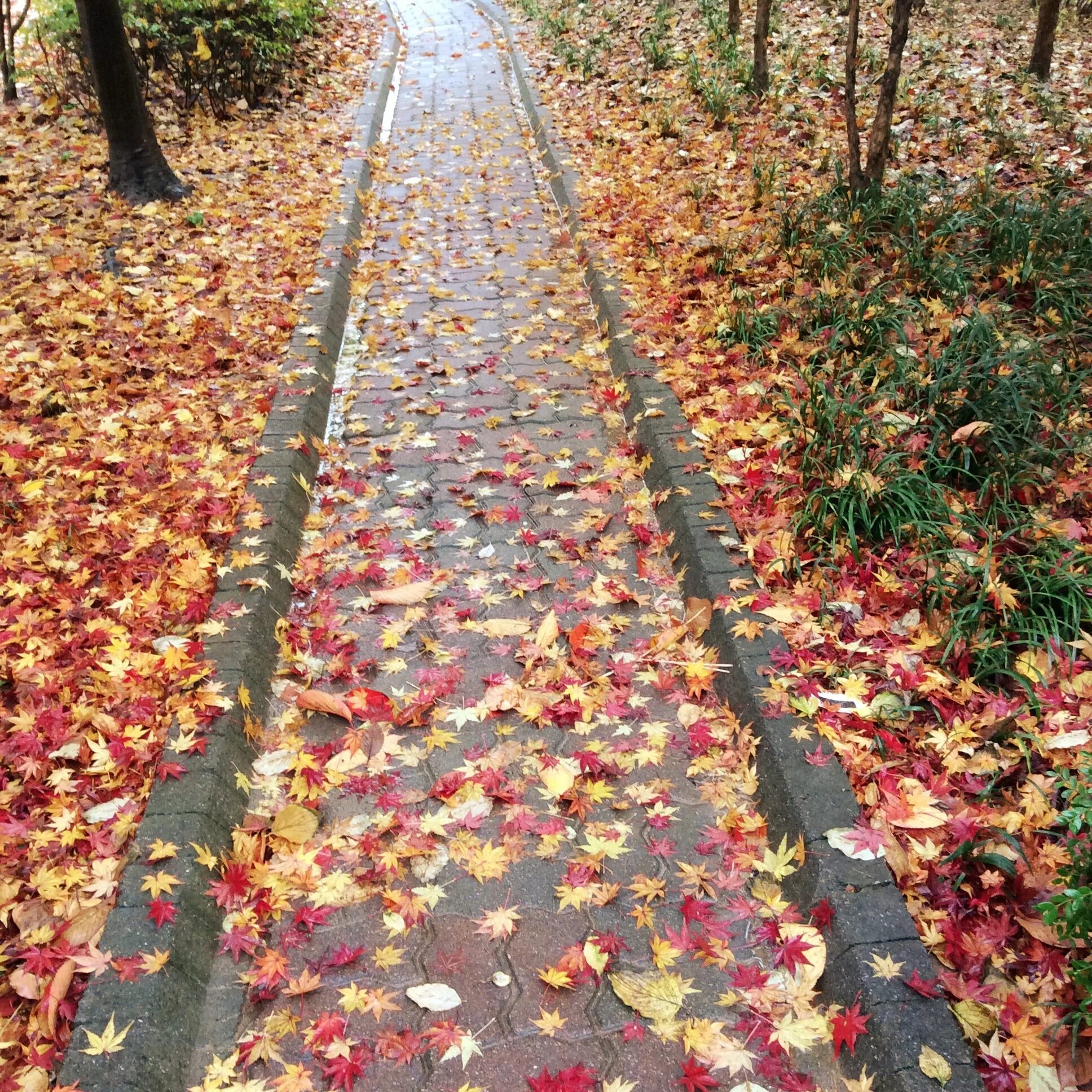 Осенние дорожки. Осенняя тропинка. Осенняя дорожка в парке. Тропа в осеннем саду.