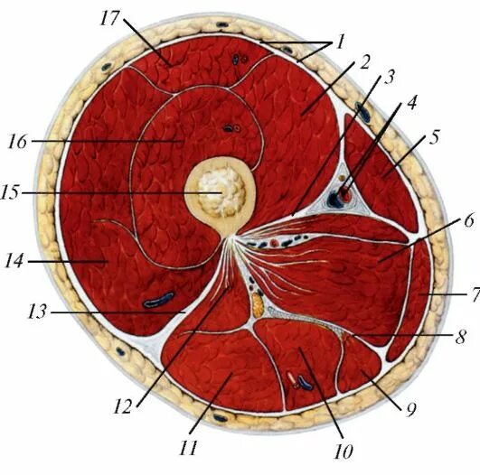 Топографические срезы. Межмышечные перегородки бедра. Фасциальное ложе бедра. Анатомия голени поперечный срез. Поперечный распил голени.