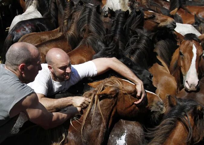 Люди кони кони люди. Человек конь. Кони люди какие то. Человек рядом с лошадью. Попридержать коней.