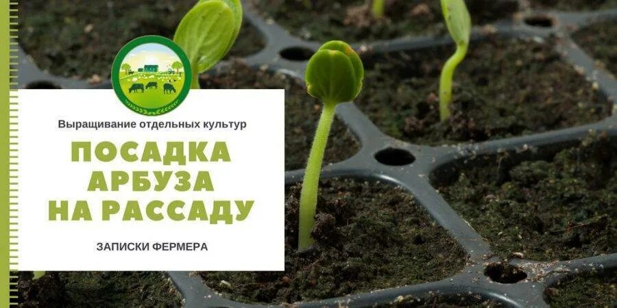 Рассада арбуза. Высадка в открытый грунт арбузы. Всходы арбузов. Посадка арбуза в открытый грунт рассадой. Как выглядит рассада арбуза.