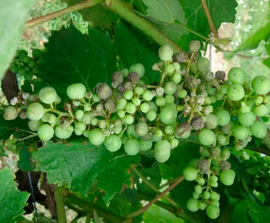 От болезни винограда весной. Милдью на винограде. Болезнь винограда мельдью. Милдью и оидиум винограда. Болезнь винограда милдью.