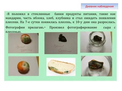 Опыты с плесенью