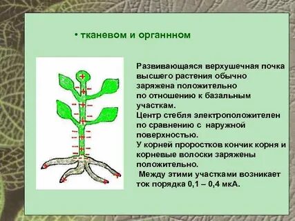 Проросток получает питательные вещества из