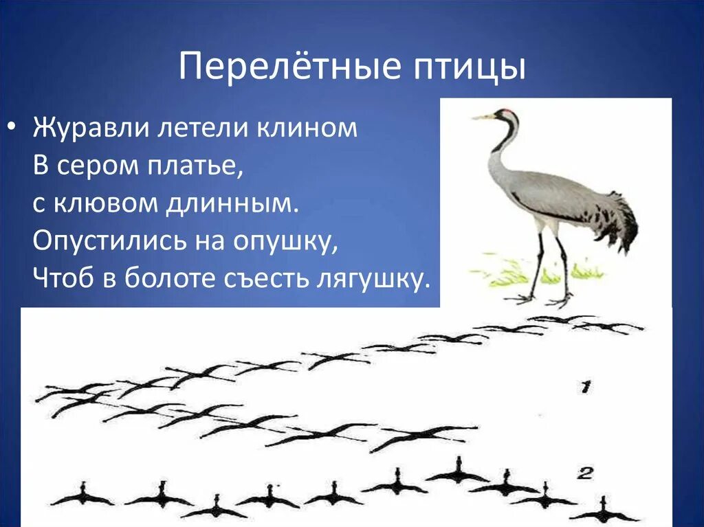 Презентация про перелетных птиц. Перелетные птицы. Журавль для дошкольников. Журавль Перелетная птица. Перелётные птицы картинки.