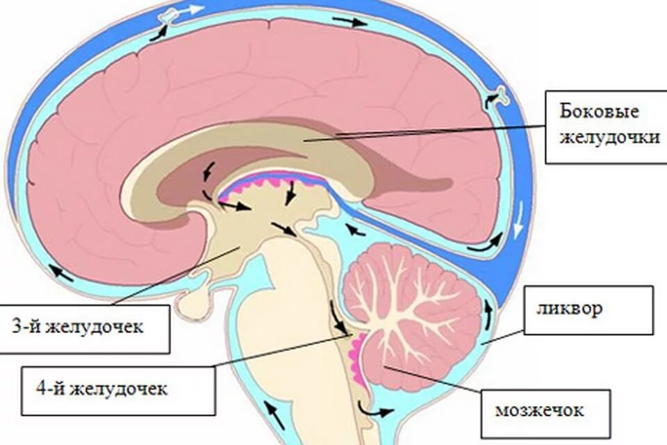 Желудочки среднего мозга. Строение желудочки головного мозга анатомия. Анатомия мозг ликвор. Третий желудочек головного мозга анатомия строение. Схема желудочков головного мозга.