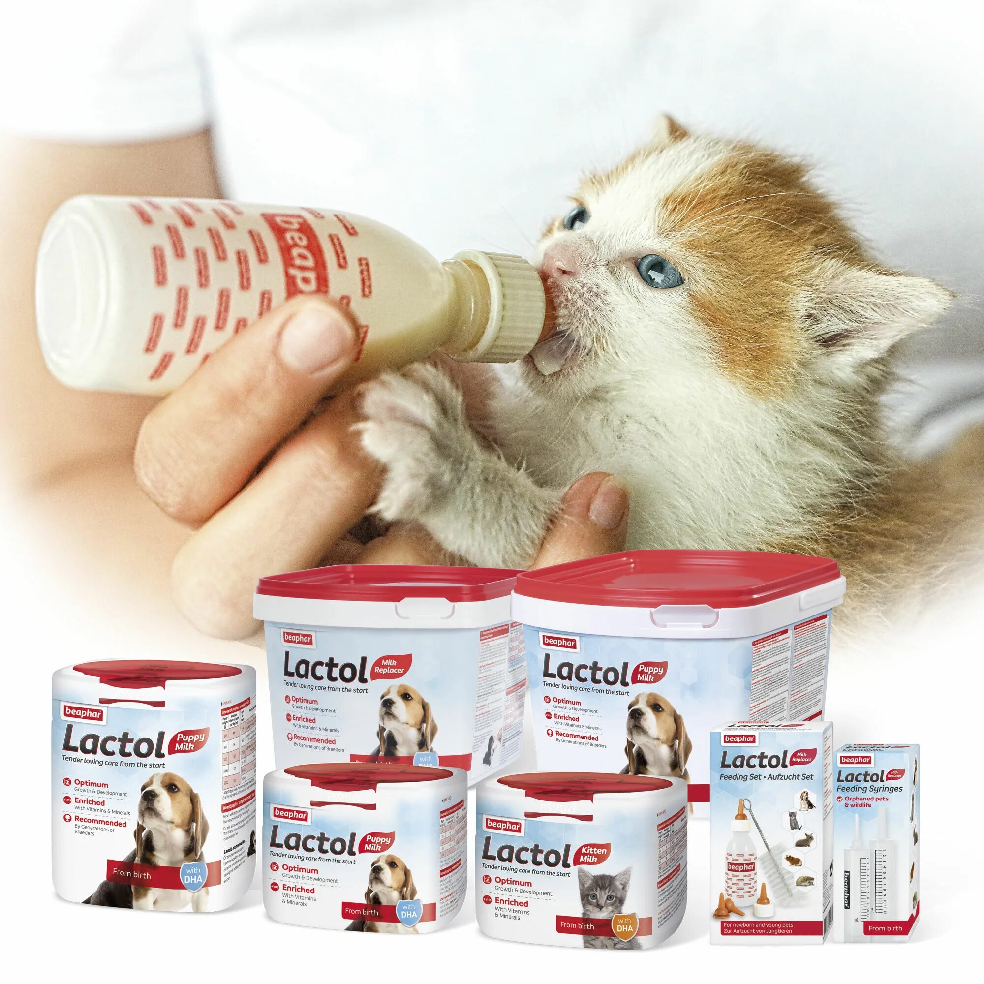 Lora kitten milk. Lactol kitty milk. лактол беафар для котят. lactol kitty milk молочная смесь для котят инструкция. lactol kitty milk молочная смесь для котят как развести.