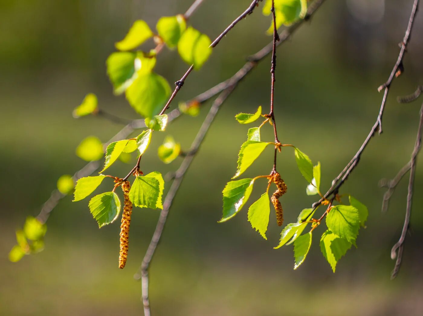 Молодые березки весной. Береза повислая ветка. Betula pubescens. Береза бородавчатая. Майские березы.