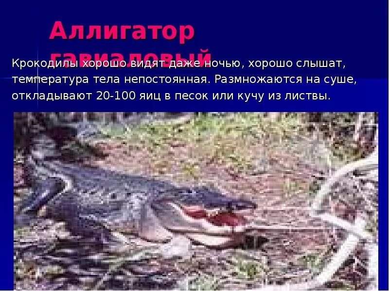 Крокодил размножается на суше. Крокодилы размножаются на суше. крокодил размножается в воде или на суше. строение аллигатора. как размножаются аллигаторы.