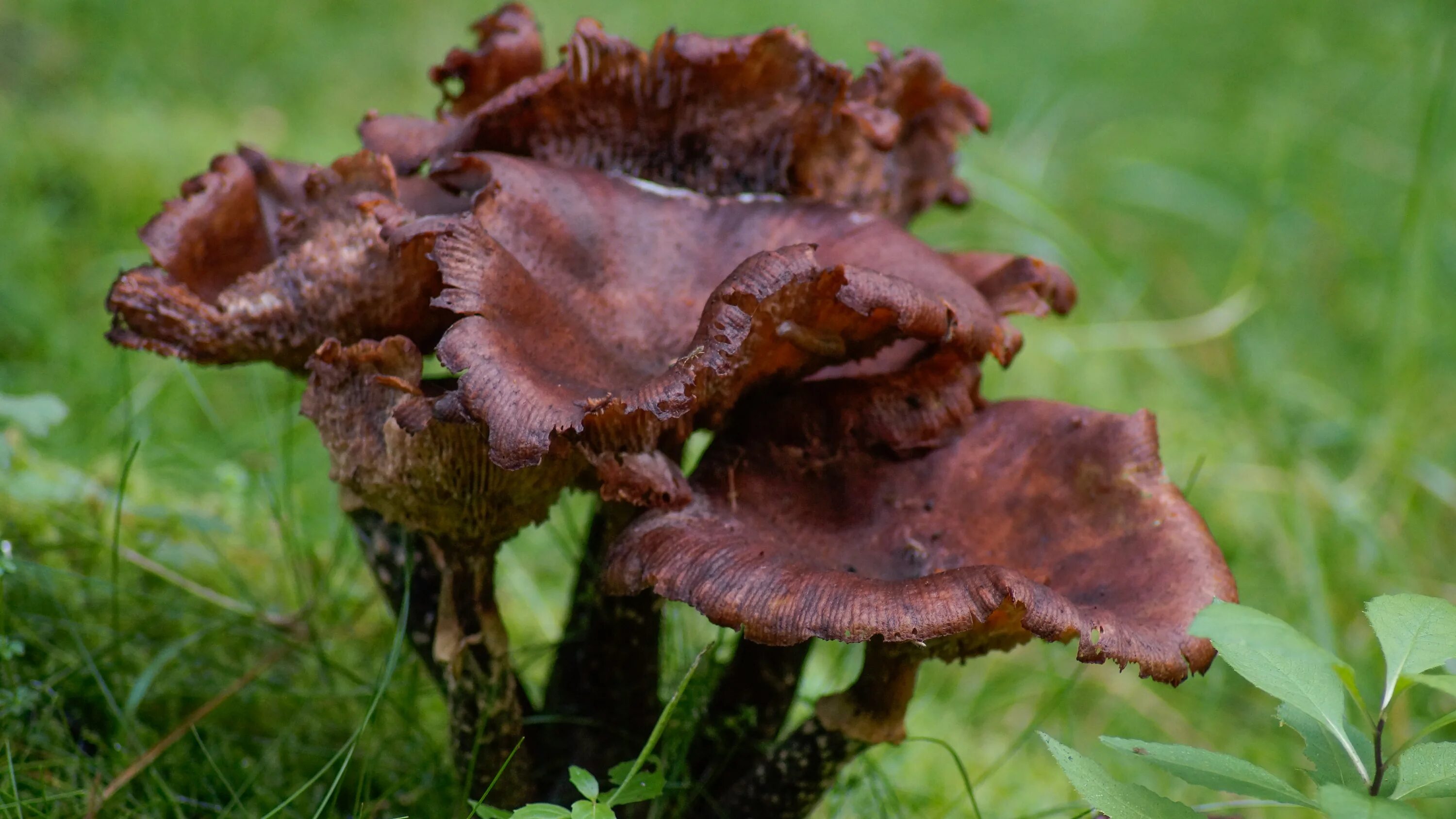 Mushroom Tube Brown Cap free image download
