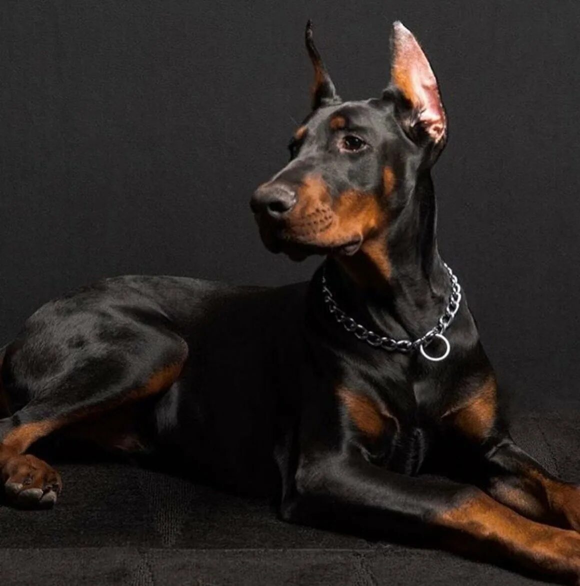 Доберман со. Порода доберман-пинчер. Доберман пинчер. Доберман и доберман пинчер. Доберман пинчер.