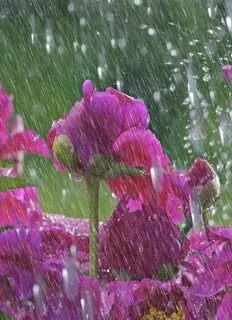 Hope rain