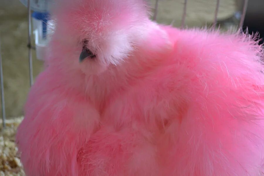 Розовый петух. Розовый цыпленок. Розовая курица. Розовый петушок. Розовая порода кур
