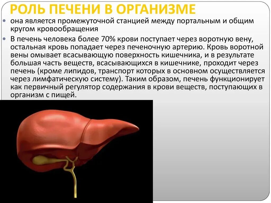 Печень что делает в организме. Роль печени. Роль печени в организме. Функции печени. Функции печени в организме человека.