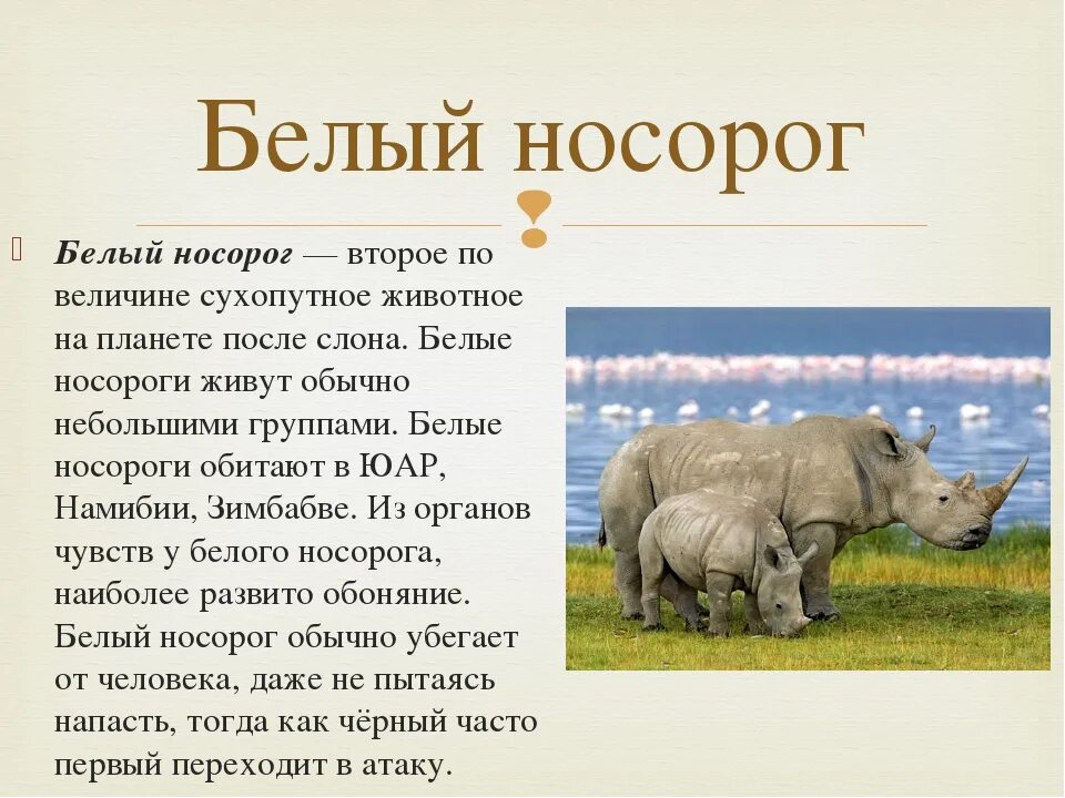 Сообщение на тему белый носорог. Доклад про белого носорога. белый носорог из красной книги. информация о белом носороге из красной книги. белый носорог сообщение для 4 класса.