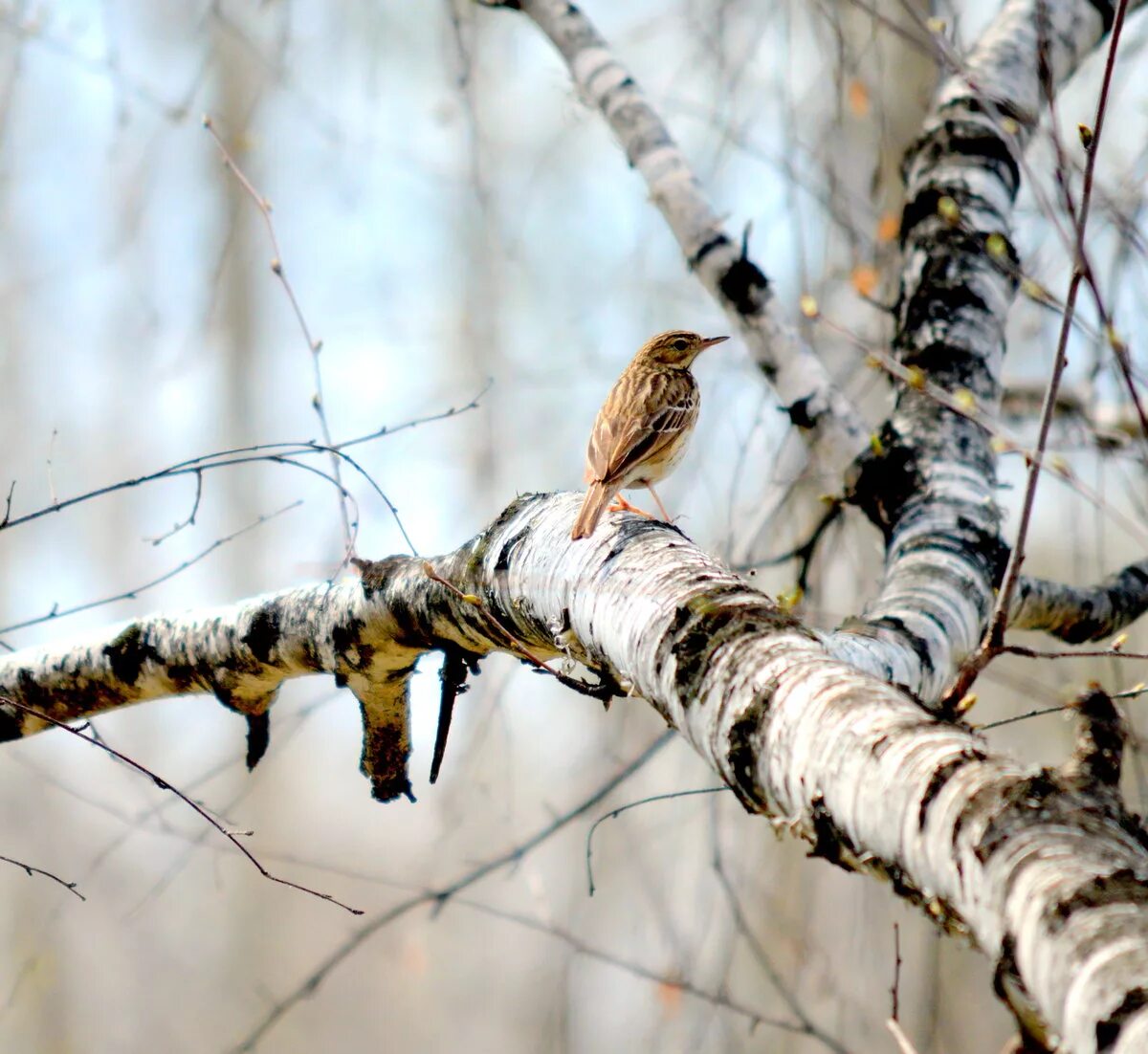 Весенний лес наполнен птичьим. Лесные цветы пролески. Апрель природа. Птицы весной. Весенний лес наполнен птичьим.