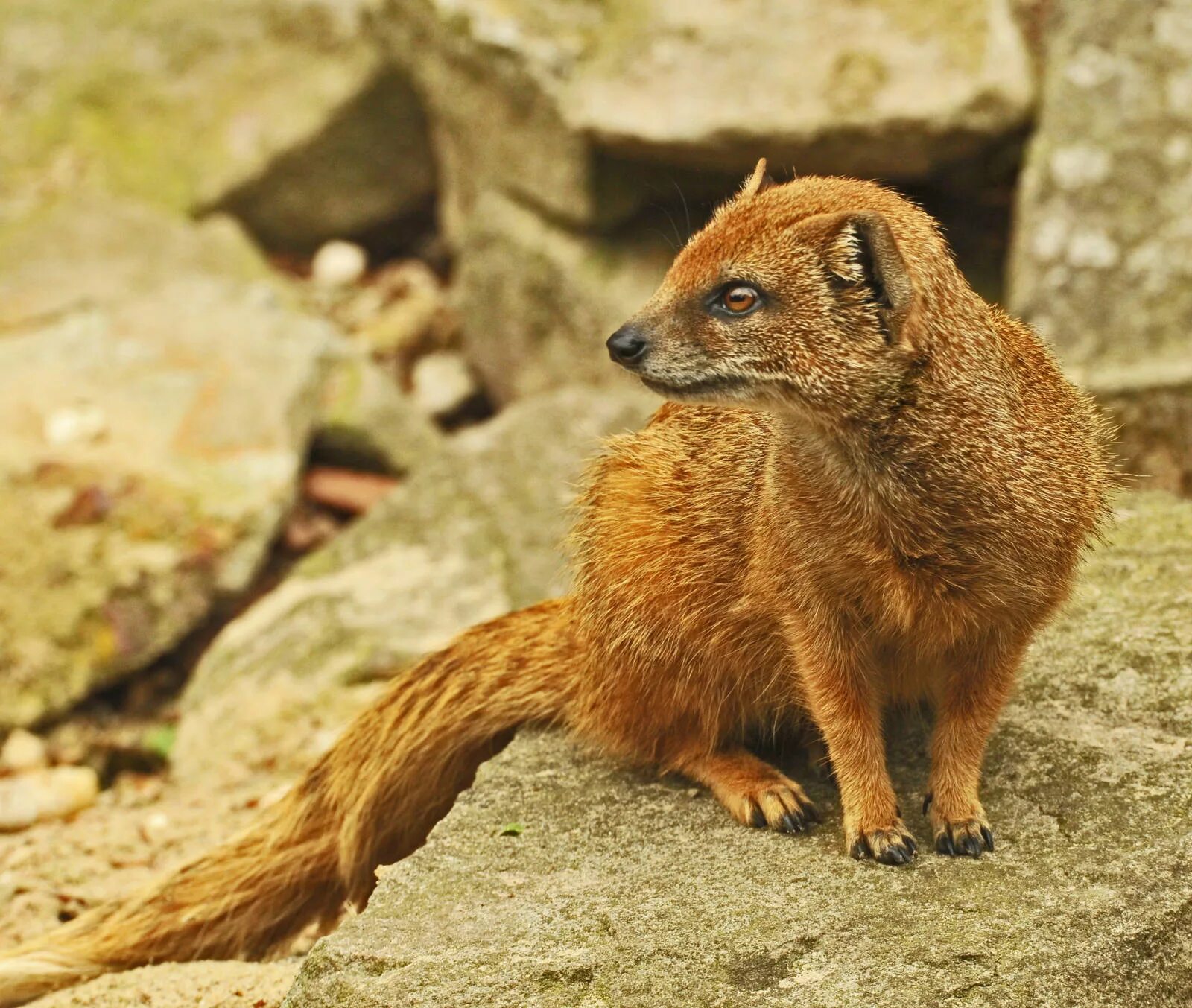 Черноногий Мангуст. Лисицевидный Мангуст. Королевский Мангуст. Желтый лисицевидный Мангуст. Описание мангуста