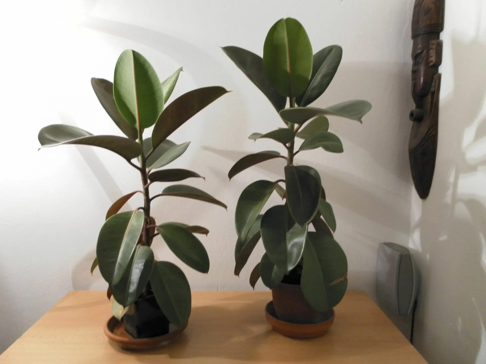 Фикус эластика как размножать. Фикус каучуконосный. фикус каучуконосный ficus elastica. фикус каучуконосный карликовый. фикус эластика куст зелёный.