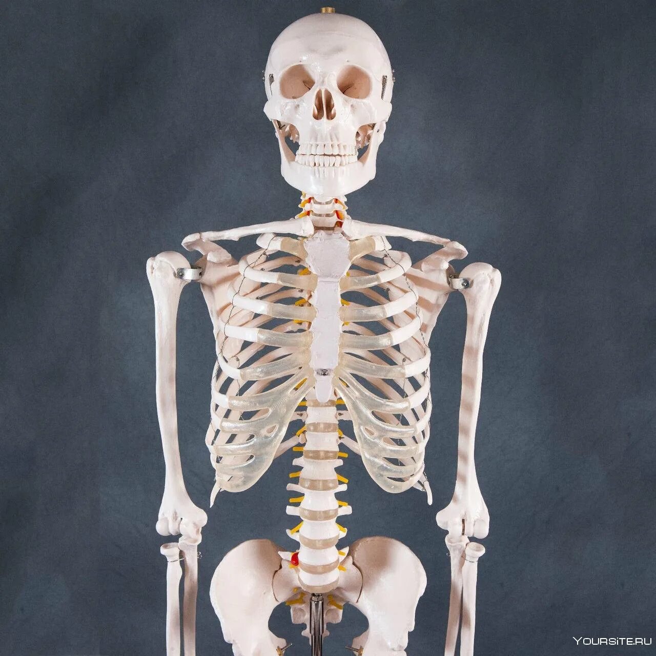 Скелет человека фото. Скелет, Skeleton анатомия. Скелет человекк анатомия. Скелет человека анатомия Майерс. Скелет анатомический 180 см.