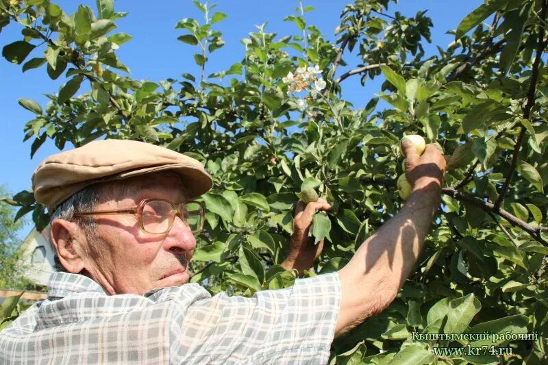 фермеры и садоводы кыштыма. помочь по огороду. фермеры и садоводы кыштыма. фермеры и садоводы кыштыма. фермер садовод.