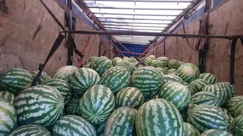 Авито арбузы. Арбуз астраханский. Авито арбузы. Арбуз атаман производитель. Белоруссия арбузы.
